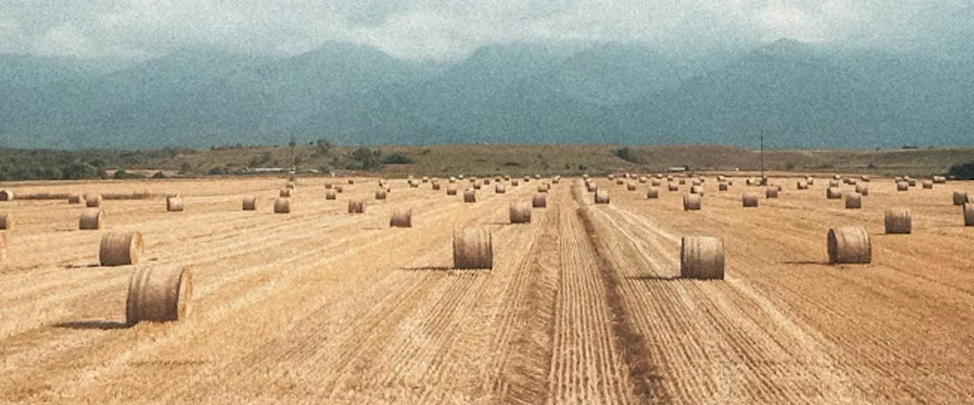 Campo de trigo após a colheita, com fardos de feno enrolados e montanhas ao fundo
