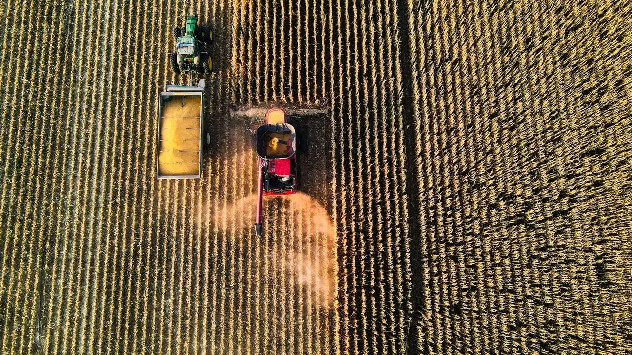 Top-down aerial view — combine harvester with grain trailer in a corn field