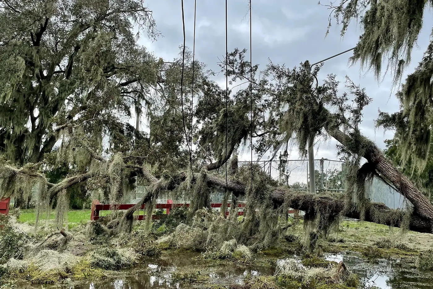 Un roble arrancado de raíz tendido sobre líneas eléctricas aéreas tras un huracán